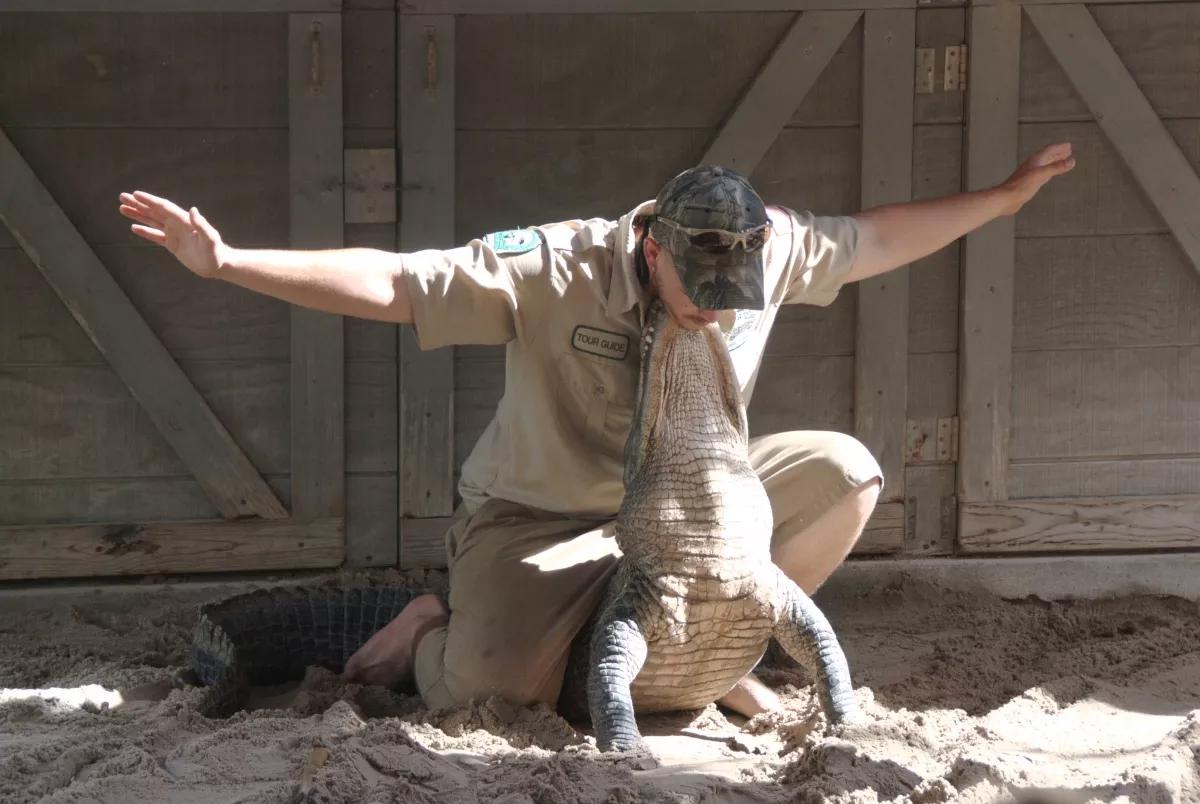 Study: Actually, Alligator Wrestling Is Bad