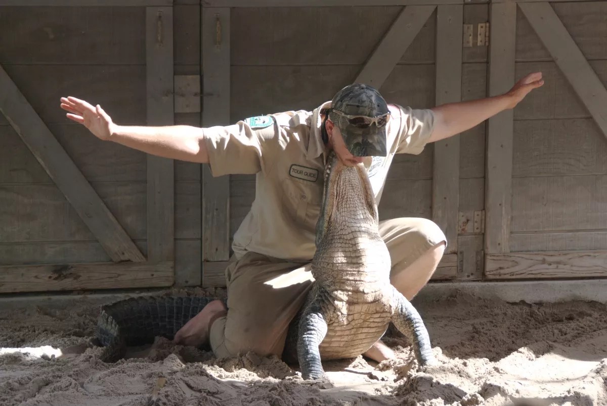 Study: Actually, Alligator Wrestling Is Bad