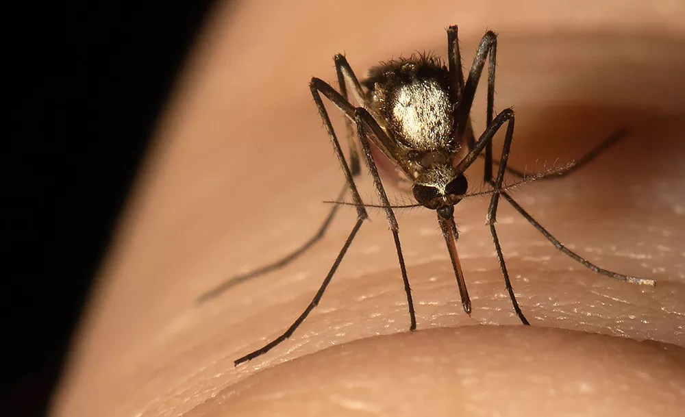 Miami Has a New Invasive Species, and It’s Not the Tech Bros
