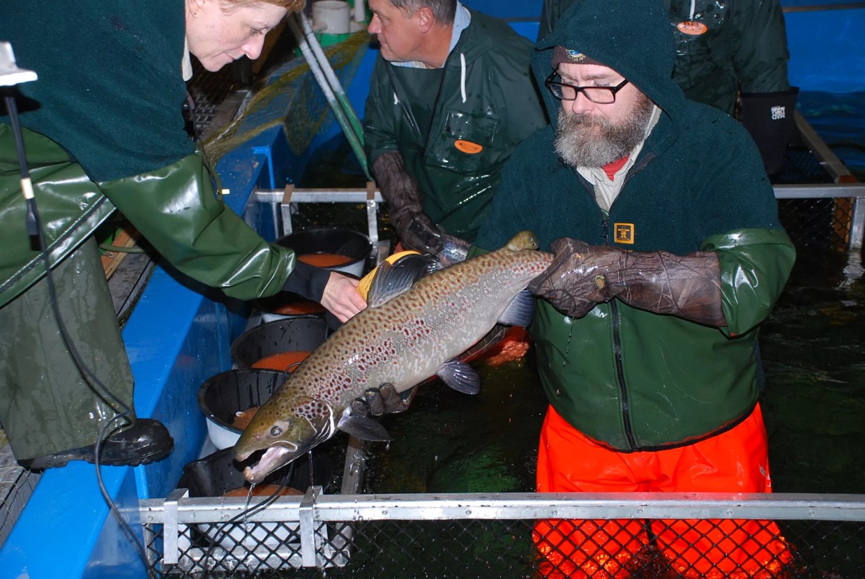 Homestead Fish Farm Accused of Animal Cruelty After 800,000 Salmon Die Prematurely