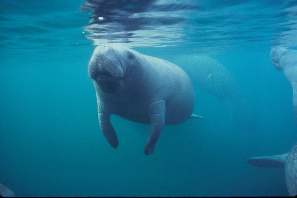More Manatees Have Died So Far in 2021 Than in Any Previous Entire Year