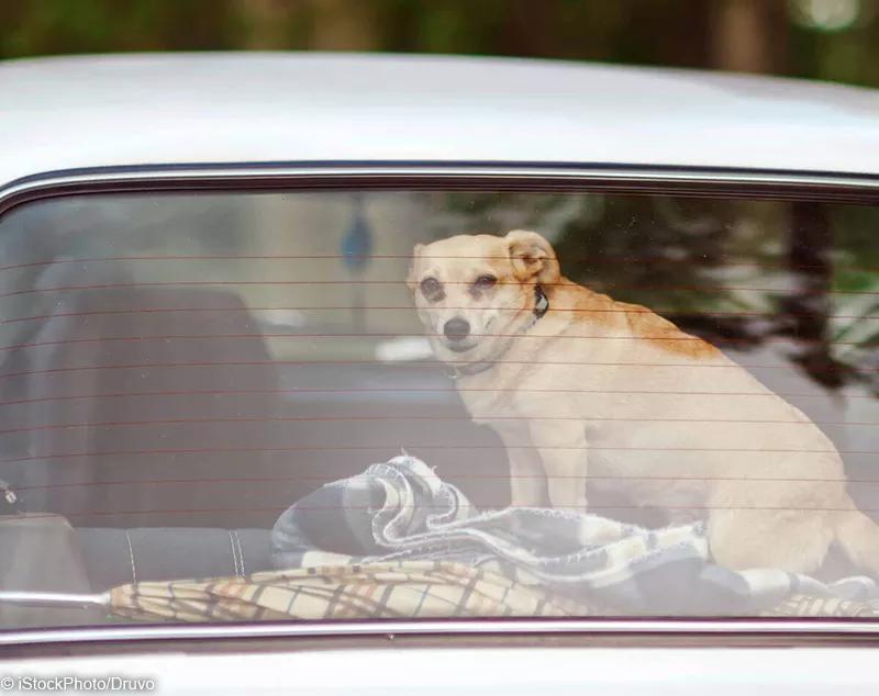 Stop Leaving Dogs in Hot Cars: Four Pets Killed in Florida Since 2020