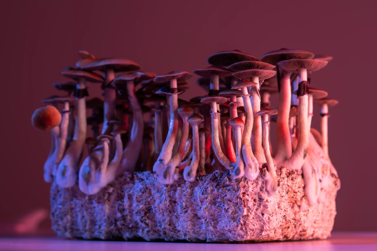 South Beach Murder Won’t Stop Florida Push to Legalize Medicinal Psilocybin