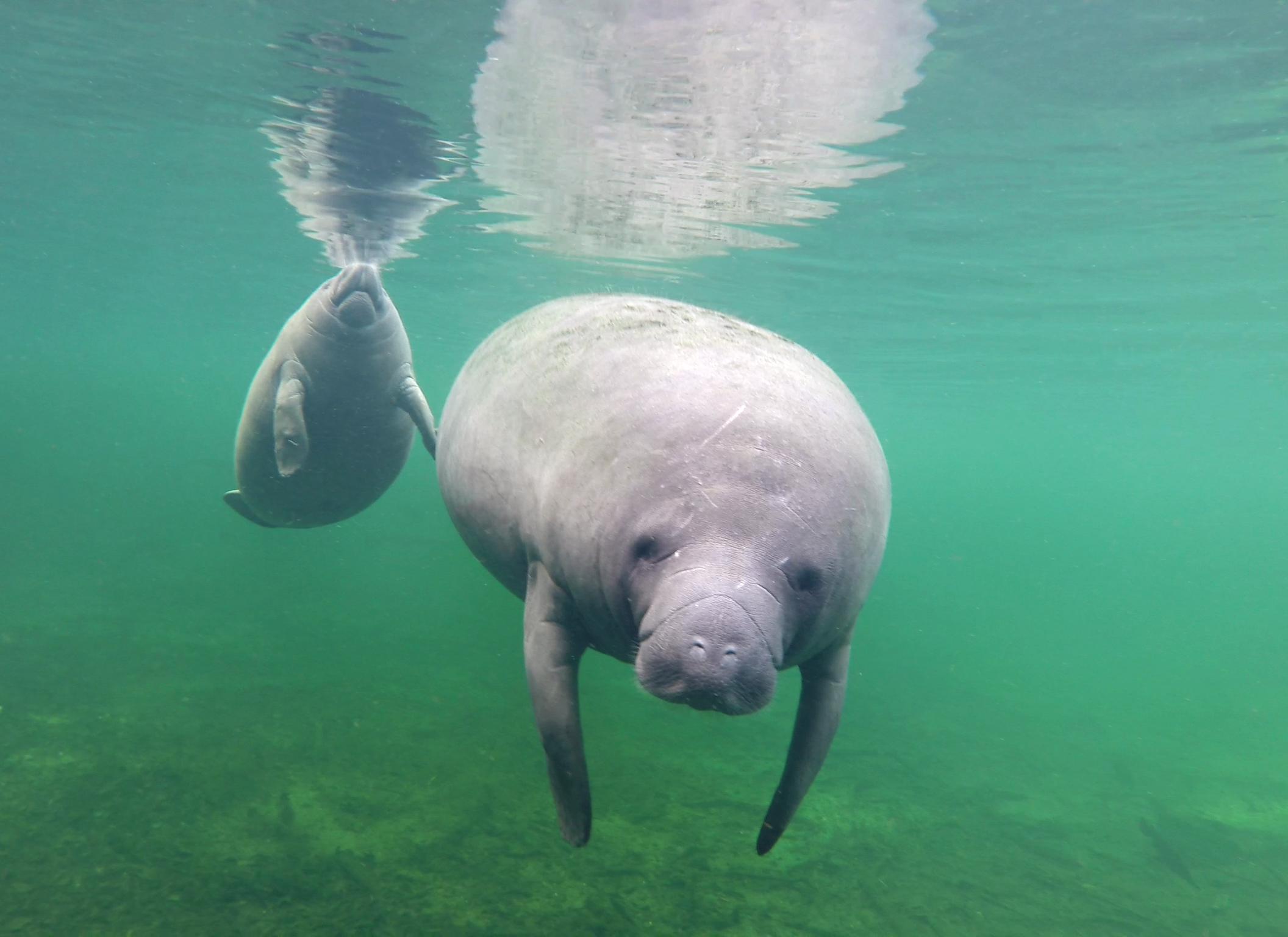Two manatees swimming