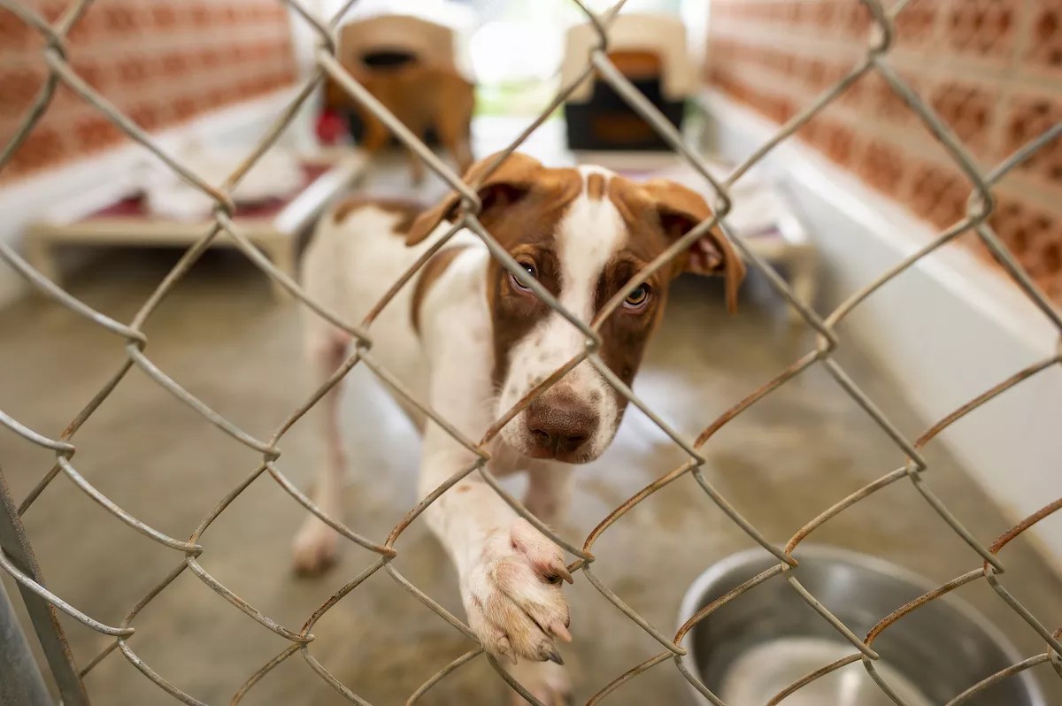 A dog in a kennel