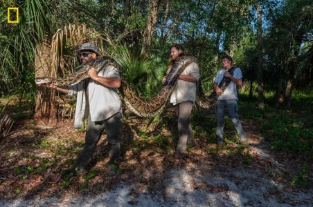 Seven Largest Pythons Caught in Florida