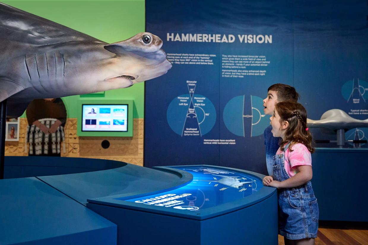 Frost Science Museum’s Latest Exhibit Goes Deep on Sharks