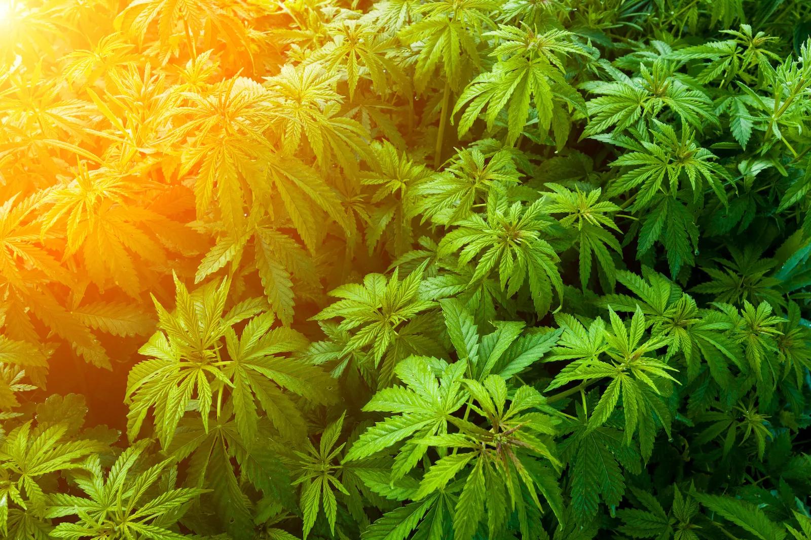 The sun shines on marijuana plants at an outdoor cultivation site