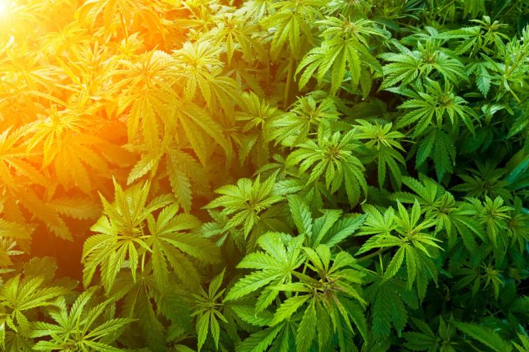 The sun shines on marijuana plants at an outdoor cultivation site