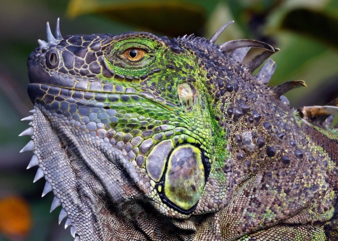 A spiny, green, and gray iguana stares with a piercing eye.