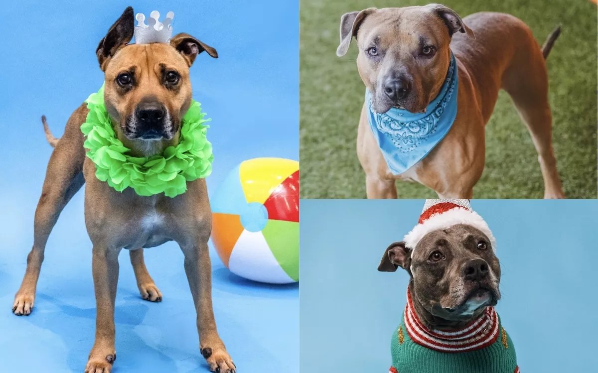 Dogs dressed up in outfits stare at the camera