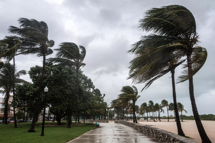 Tall palm trees blowing in the wind