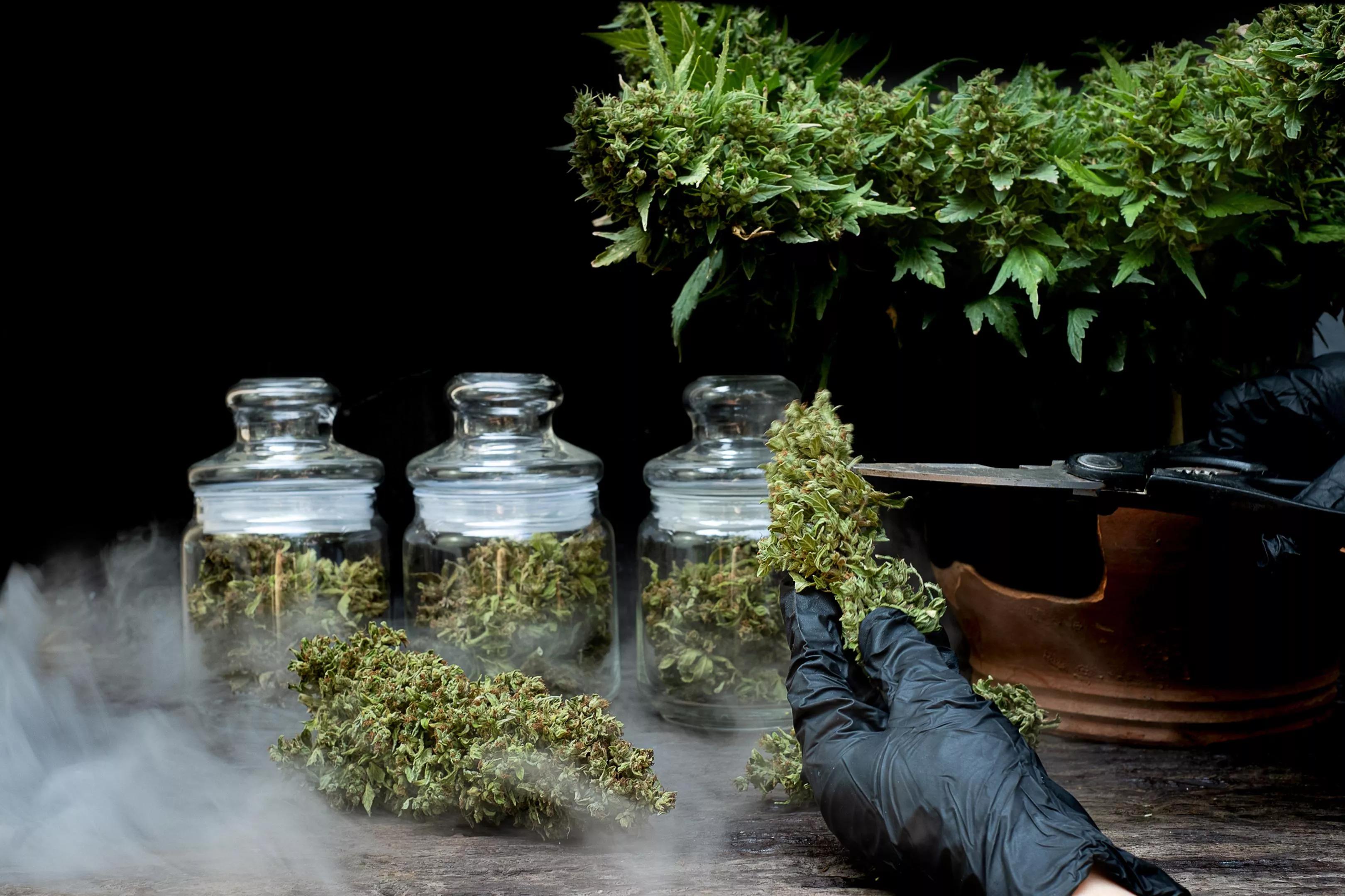 Hands busy trimming cannabis, with jars of marijuana in the background