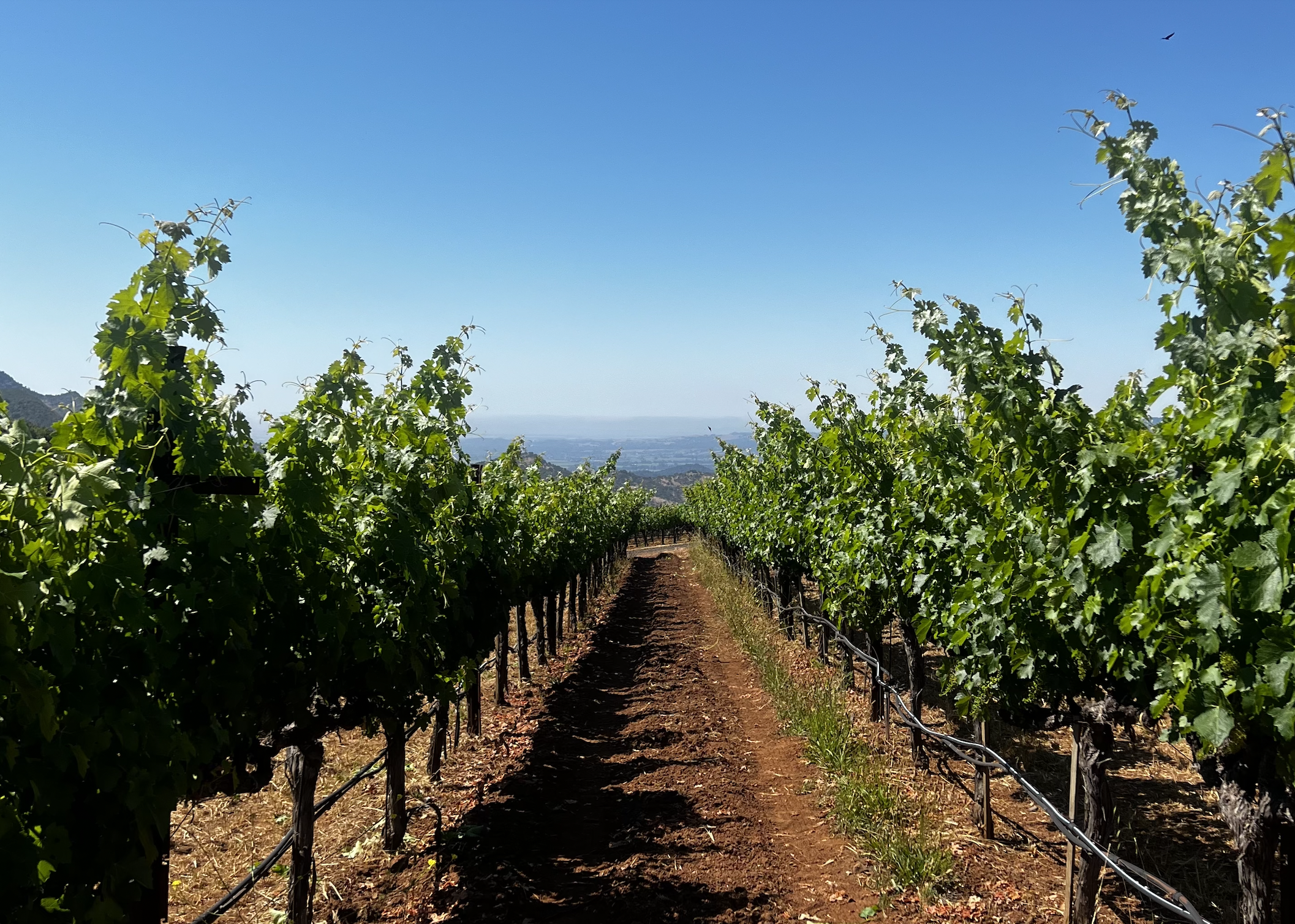 A vineyard