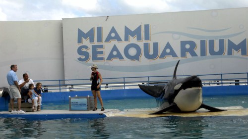 Miami Seaquarium to Close After 70 Years
