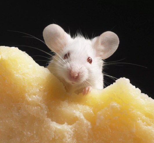 A mouse pokes his head over a chunk of cheese