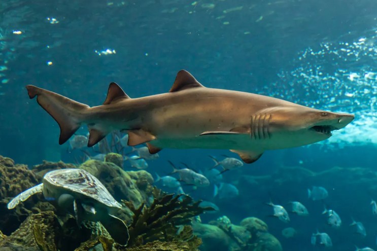 a shark in water