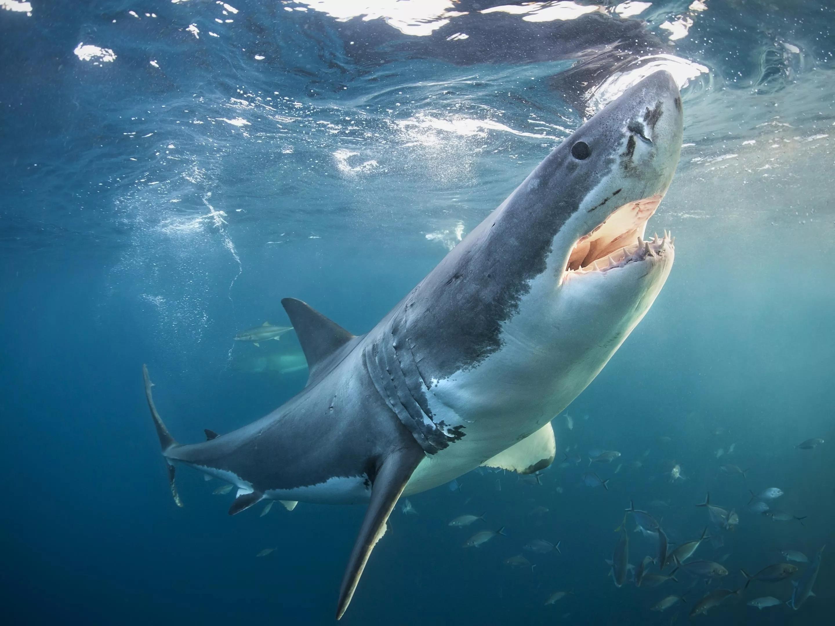 A great white shark opens its jaws near the surface of the water in the afternoon light