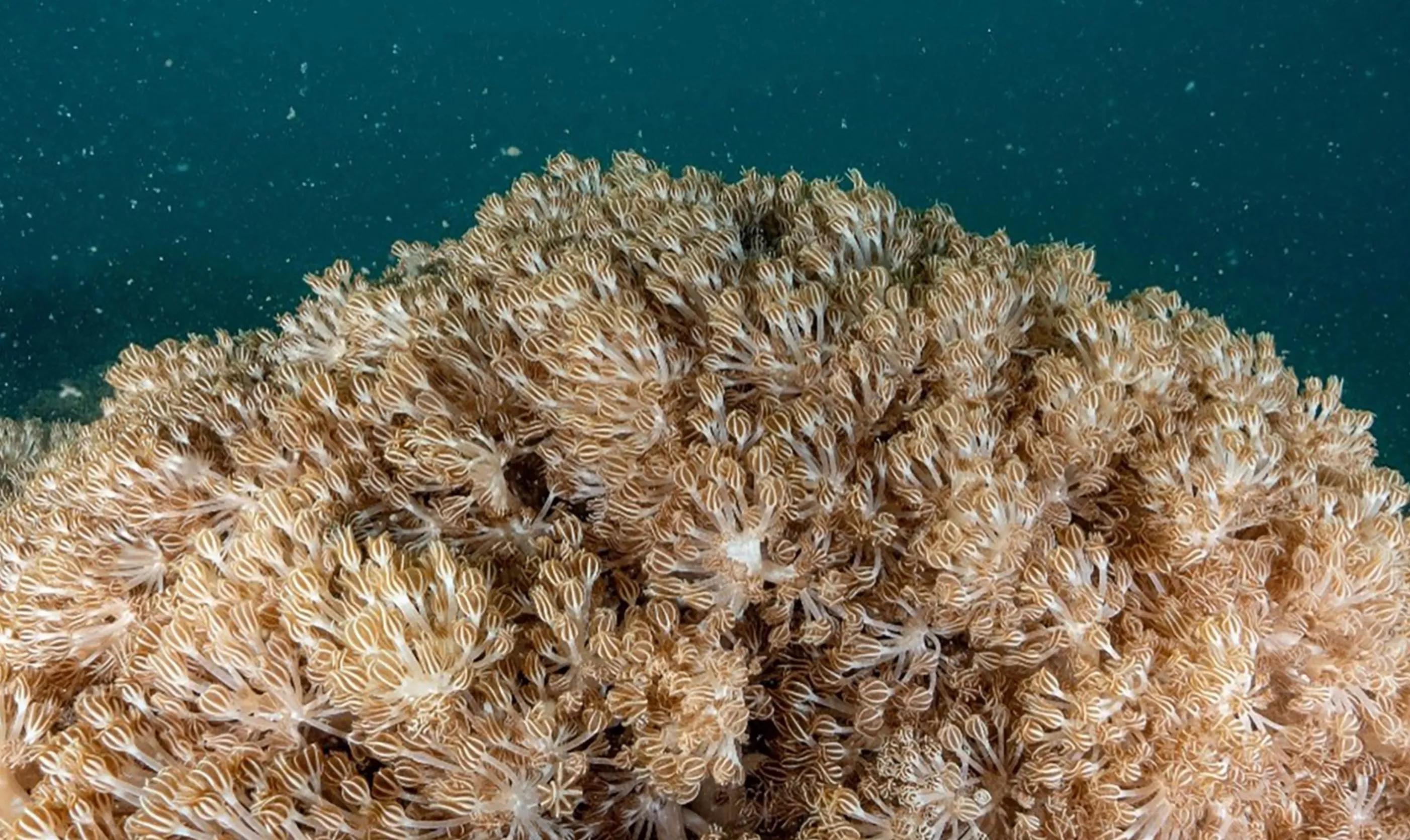 A colony of coral swaying in the seawater