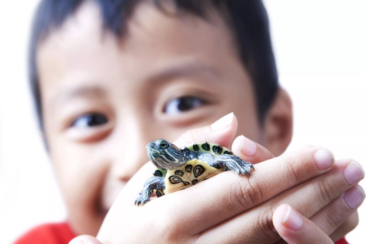A boy holds a tiny turtle in his palm