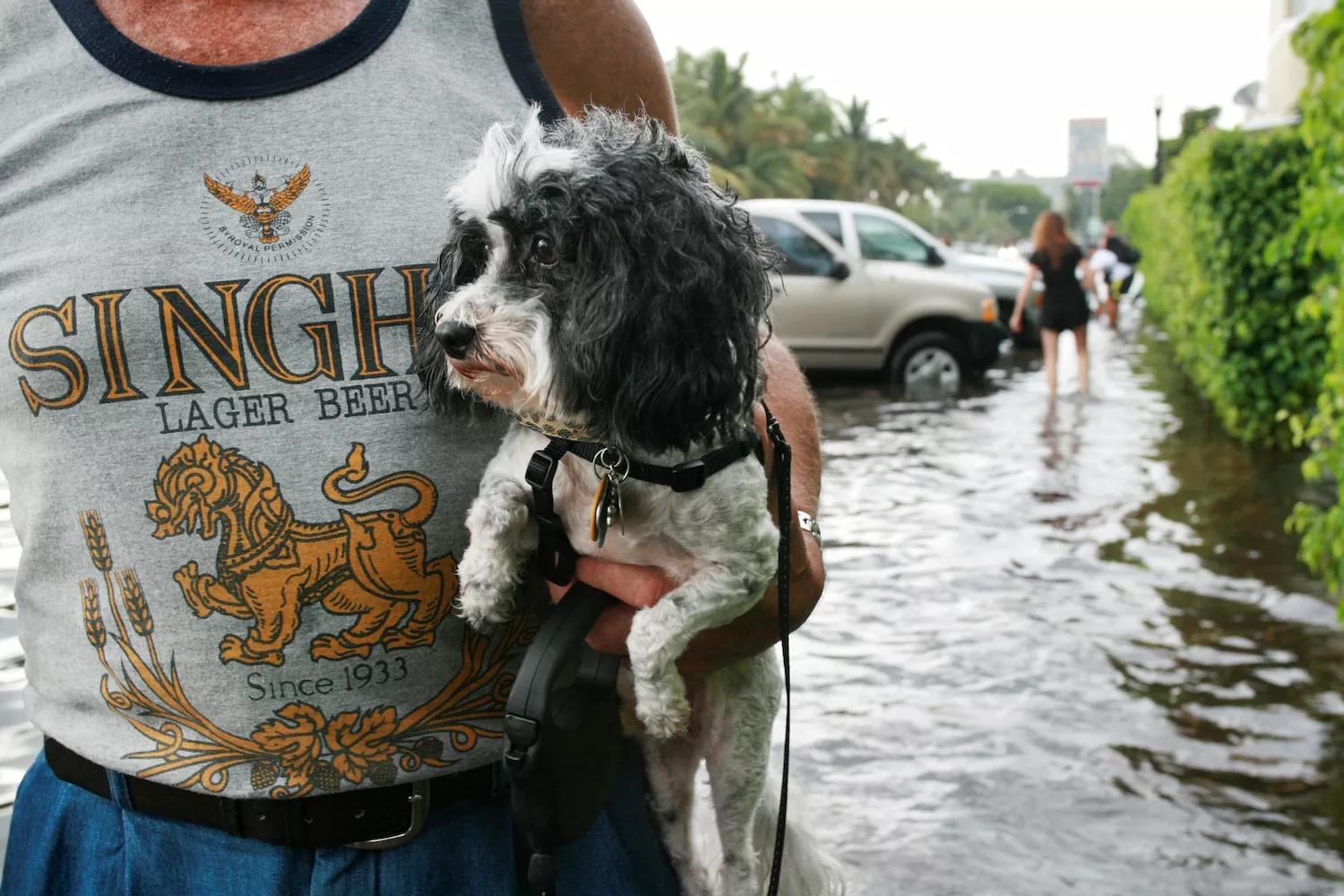 A man carries his dog on a flooded sidewalk in Miami Beach after a storm left 8-9 inches of water in June 2009