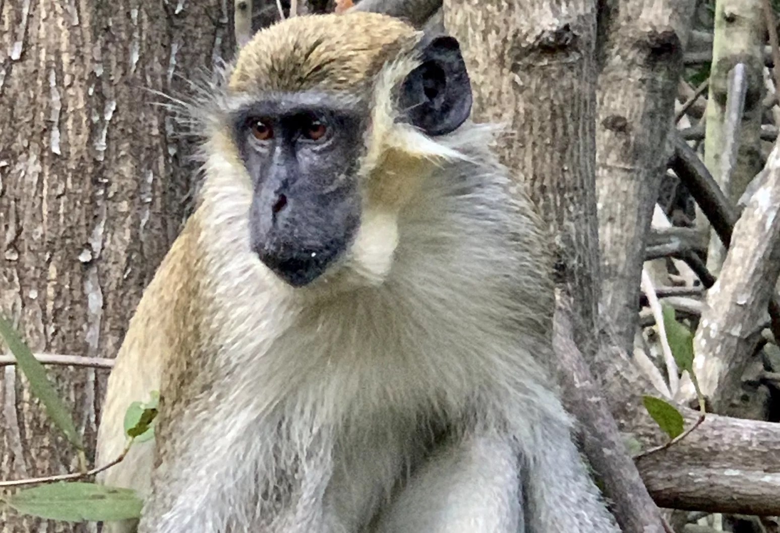 a vervet (AKA African green monkey)