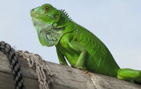 Winter in Miami, When Iguanas Fall From the Trees