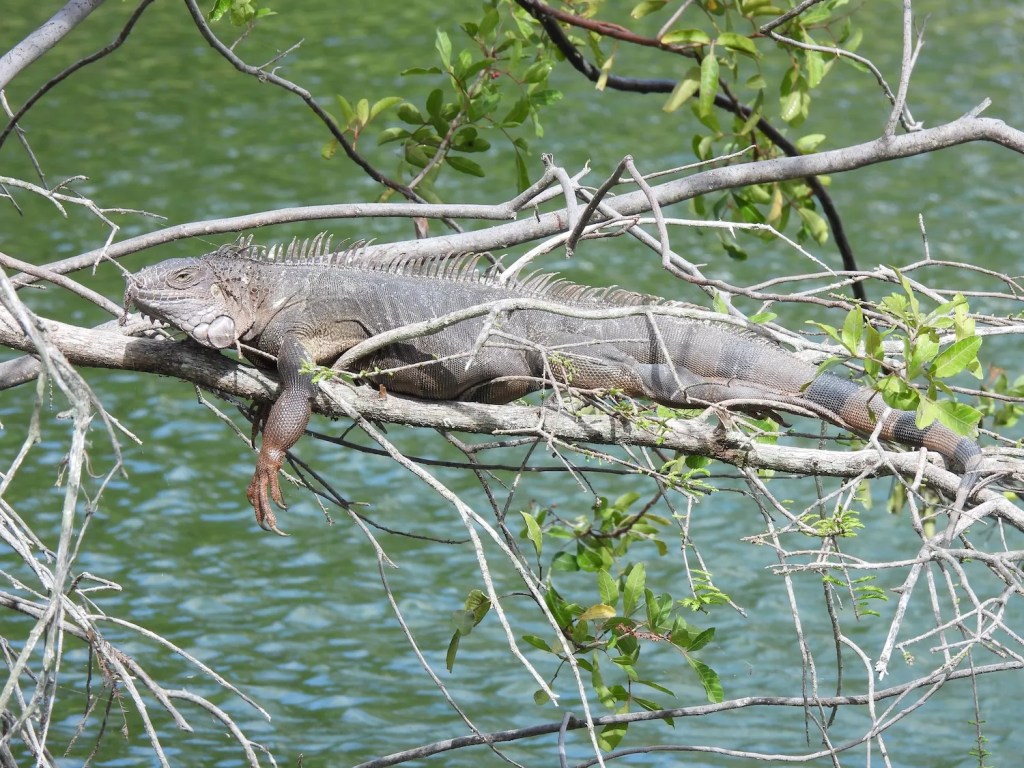 iguana lounging in a tree