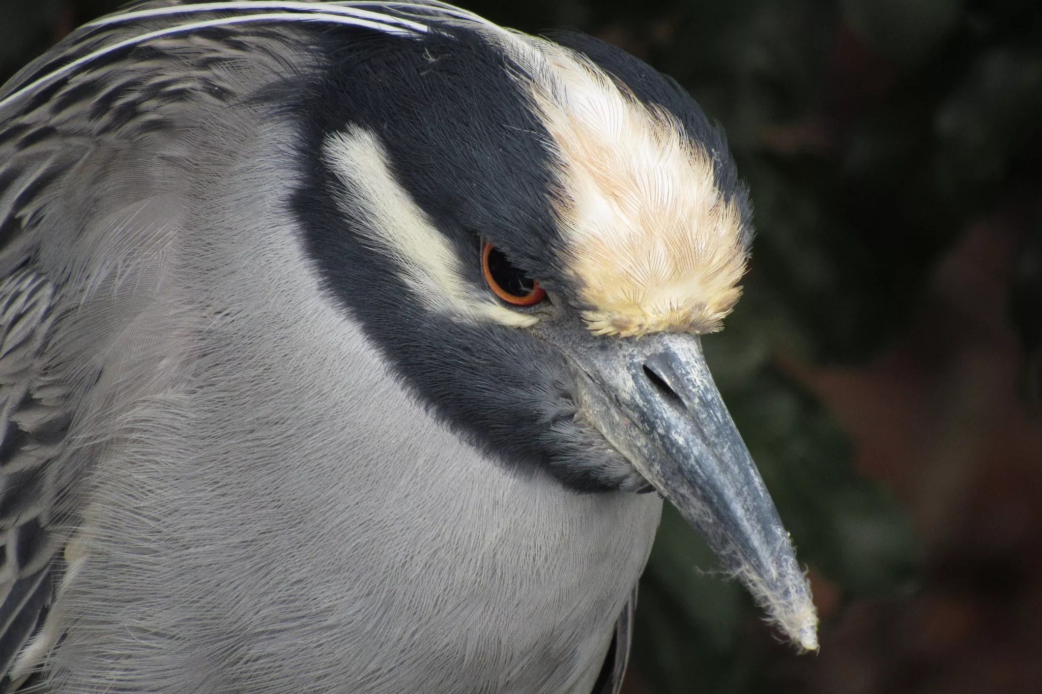 closeup photo of the head of a wading bird
