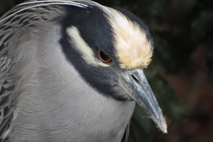 closeup photo of the head of a wading bird