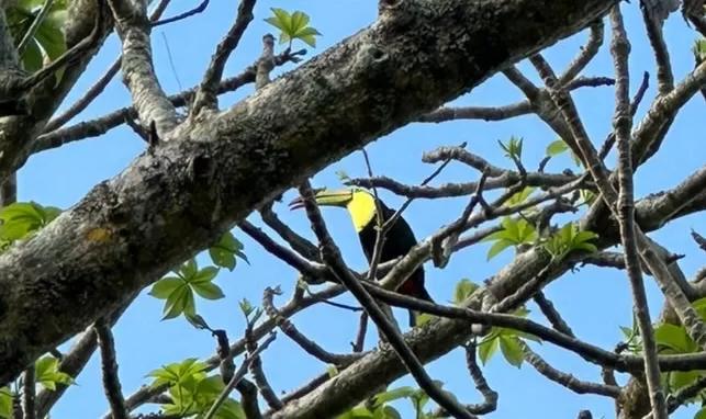 a toucan in a tree