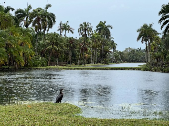 Photo of a lake surrounded by trees and palms. A cormorant sits in front of the lake in the foreground