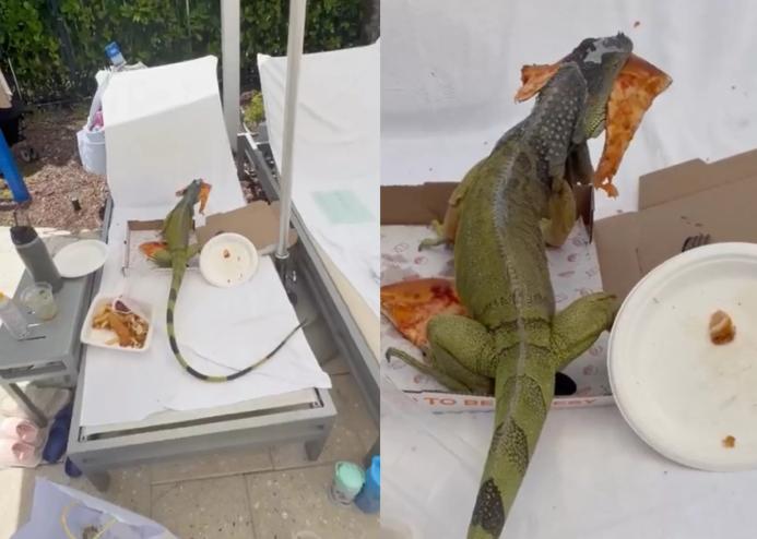 iguana on chair