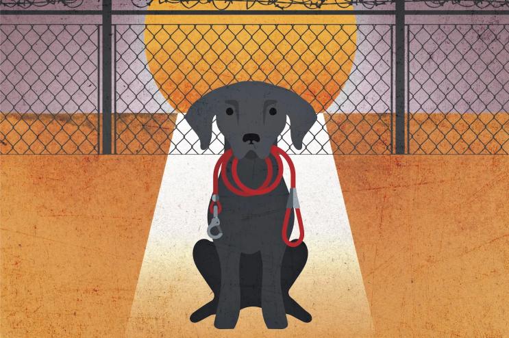 illustration of a solitary dog outside a barbed-wire-enclosed detention facility holding a leash in its mouth as if waiting for its human companion