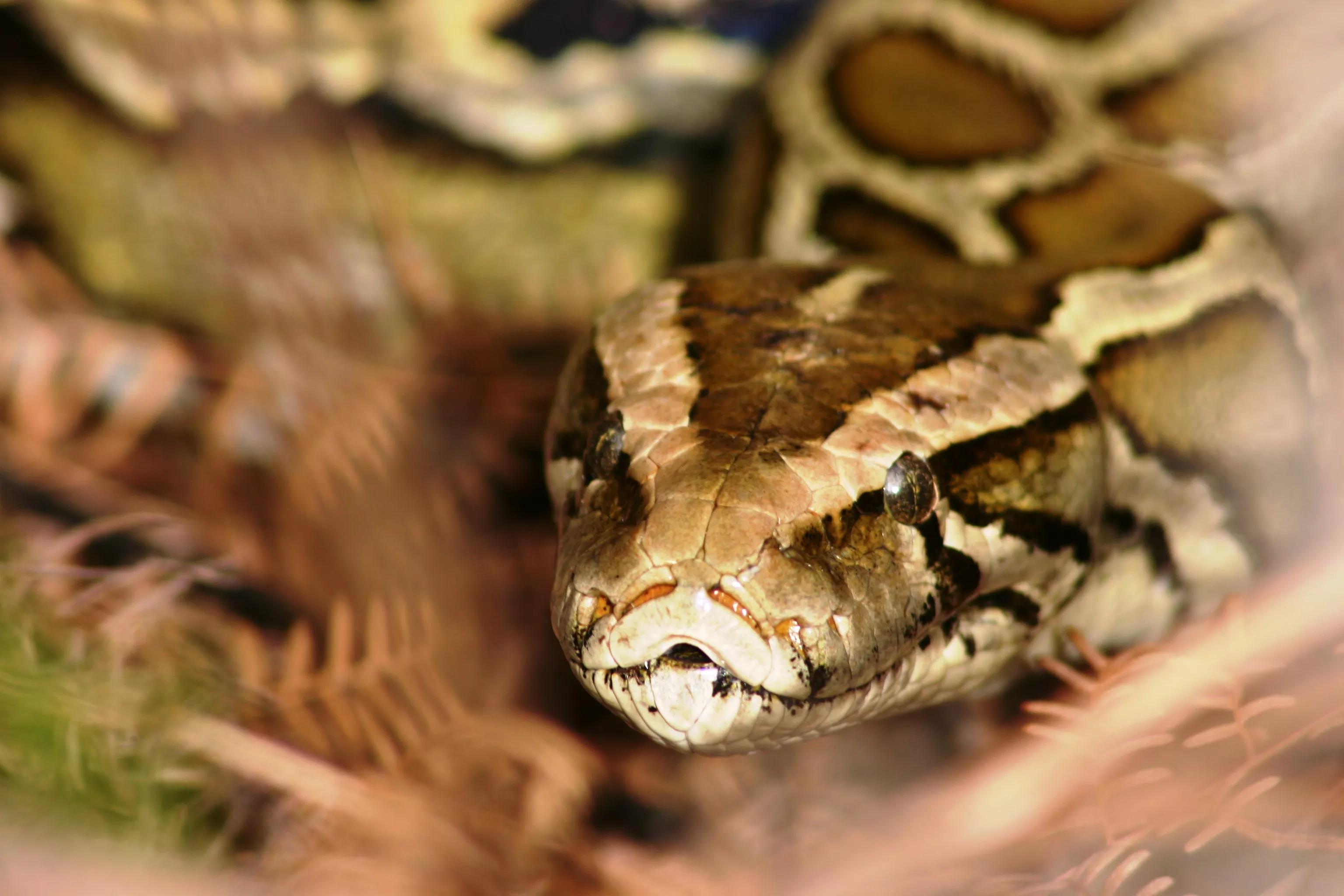 A coiled Burmese python is pictured in the grass.