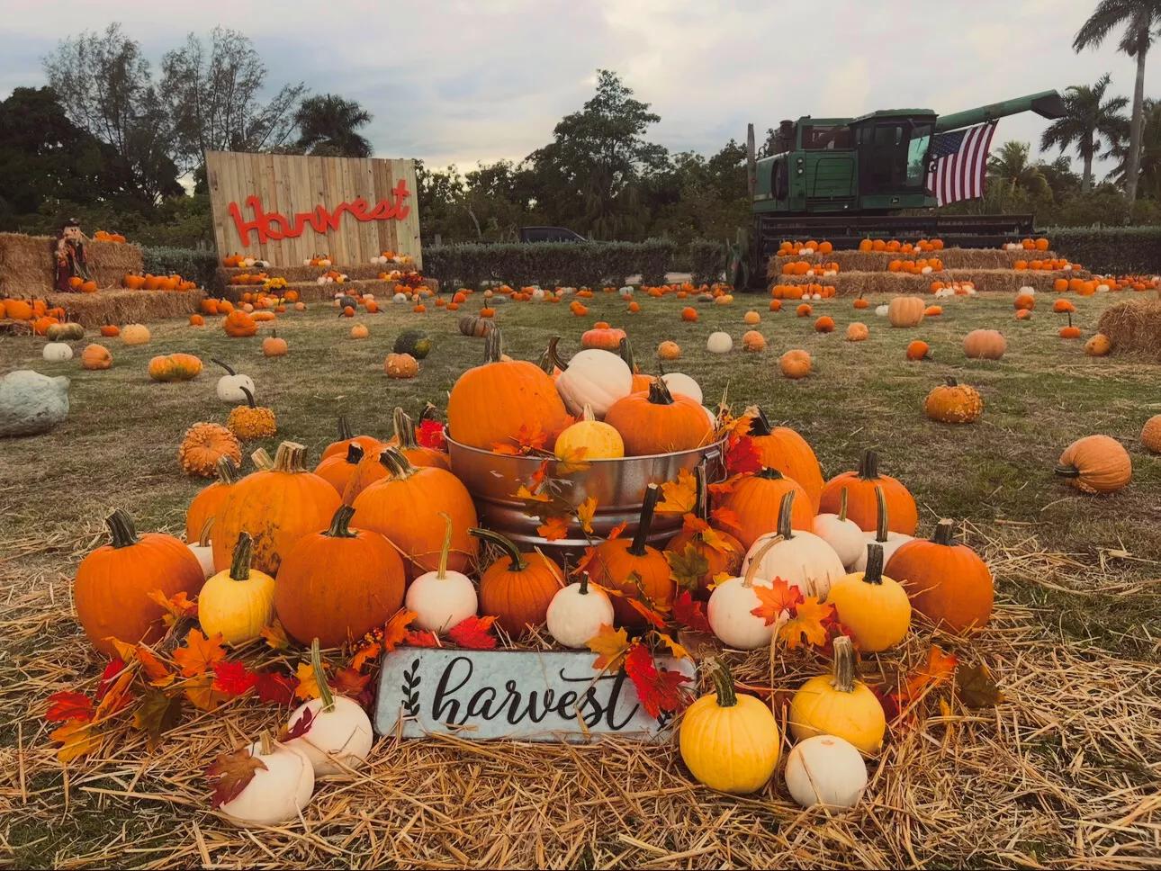 a pumpkin patch with two signs reading "Harvest"