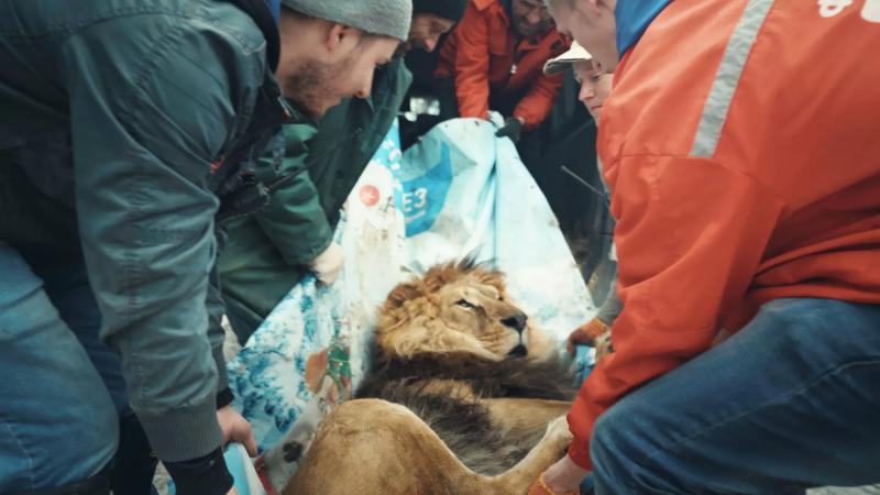a group of men transports a lion on a blanket